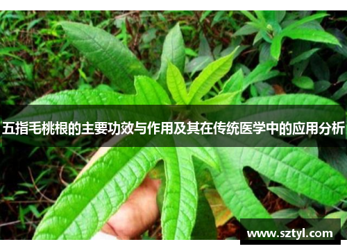 五指毛桃根的主要功效与作用及其在传统医学中的应用分析