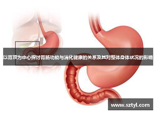 以胃顶为中心探讨胃肠功能与消化健康的关系及其对整体身体状况的影响 以胃顶为中心探讨胃肠功能与消化健康的关系及其对整体身体状况的影响